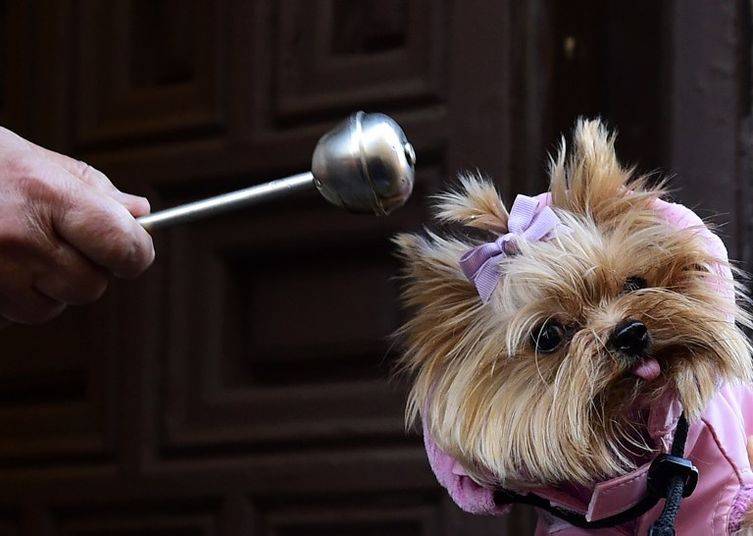 bendicion de animales