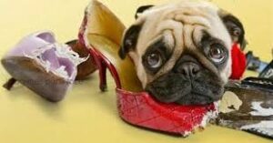 perros muerden zapatos