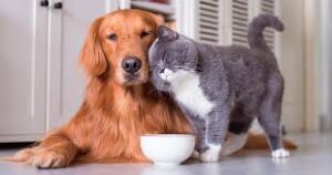 gatos y perros