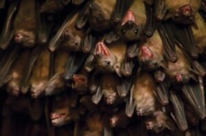 murcielagos