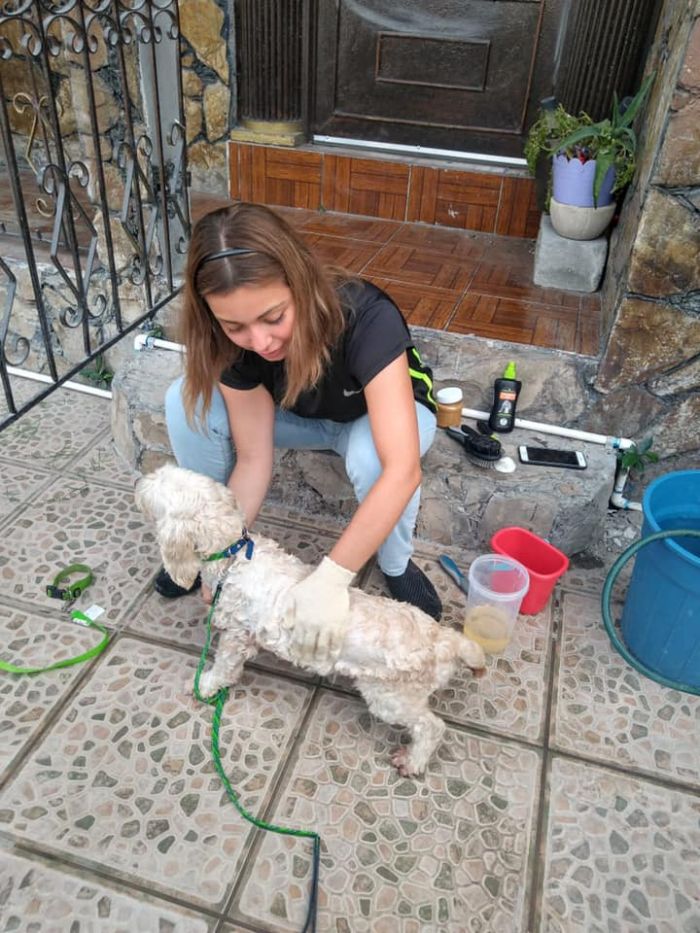 pocas pulgas