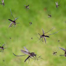 mosquitos
