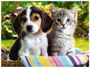 perros y gatos