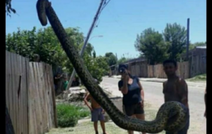 CURIYU CTES