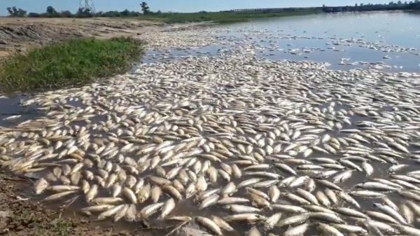 bajante del parana