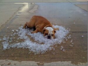 perro con calor