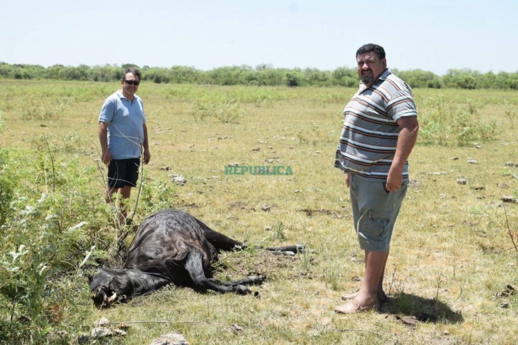 vaca mutilada