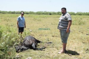 vaca mutilada