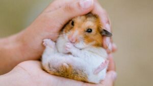 hamsters-covid-768x432