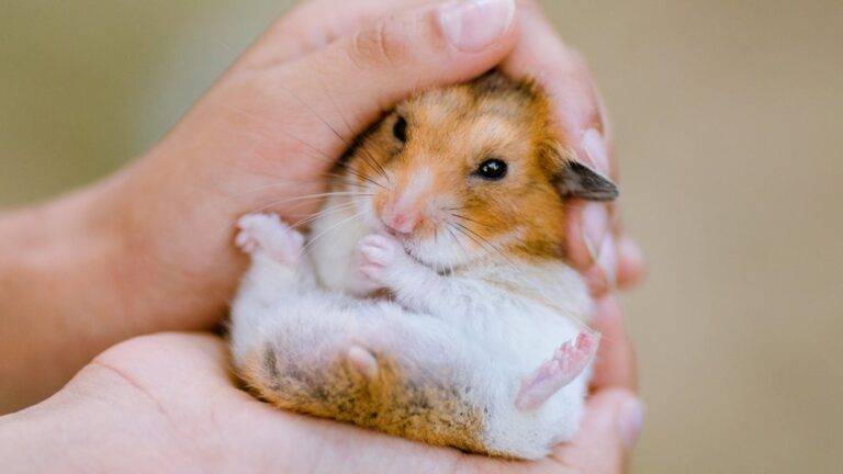 hamsters-covid-768x432