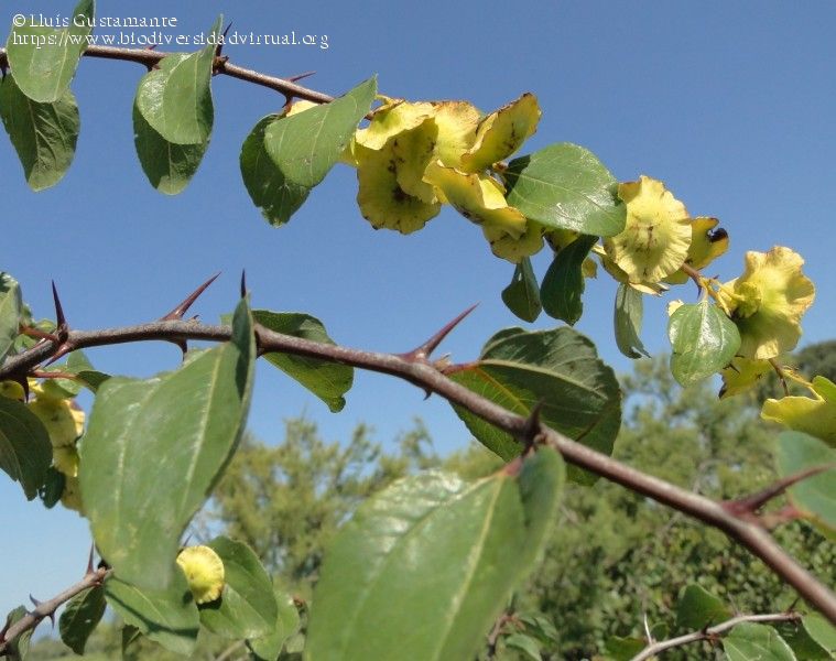 Paliurus-spina-christi-Mill.-108901