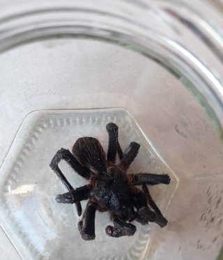 tarantula