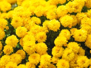 FLORES AMARILLAS