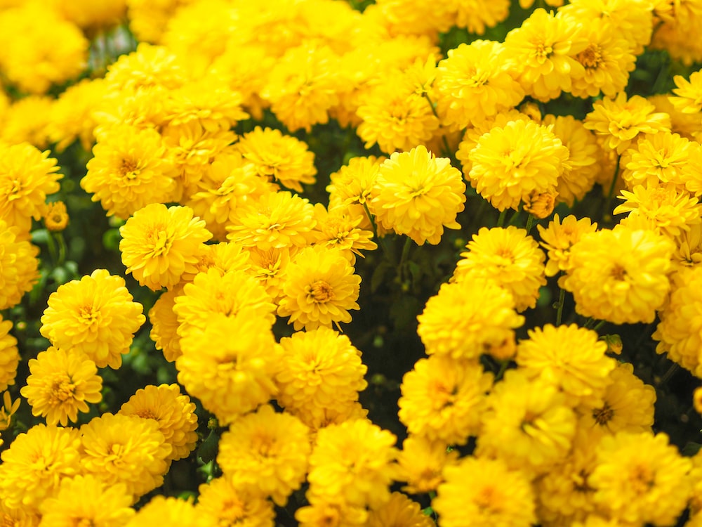 FLORES AMARILLAS