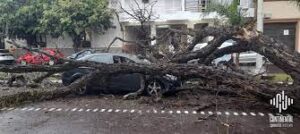 cayo arbol