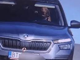 perro manejando
