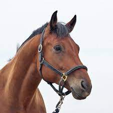 caballo