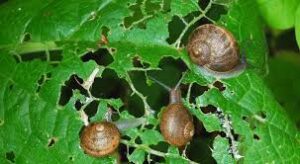 caracoles
