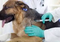 VETERINARIO VACU PERROS