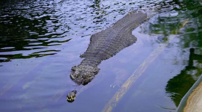 cocodrilo