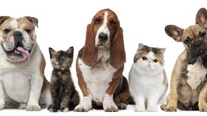 Cobertura prepaga para mascotas: cuánto salen y cómo son los planes | TN